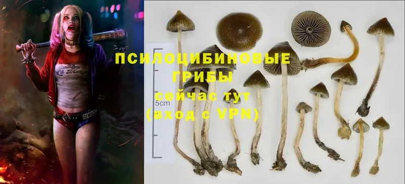 Галлюциногенные грибы мухоморы  закладки  Ардатов 